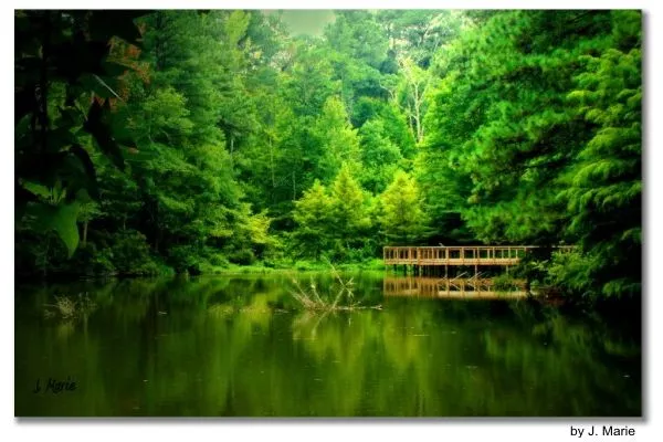 lago na floresta verde