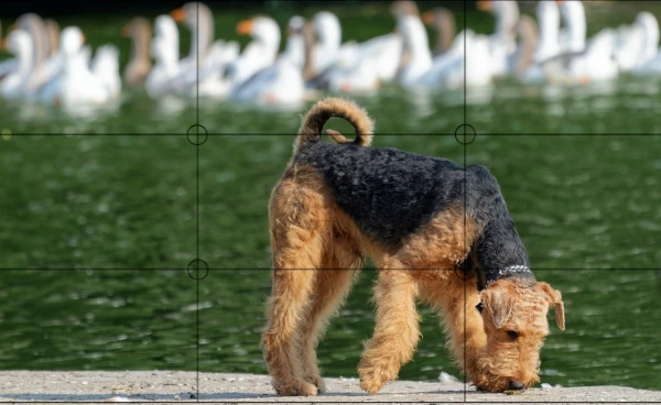 cachorro com patos regra dos terços