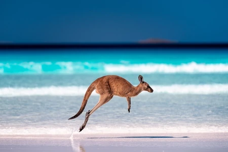canguru na praia
