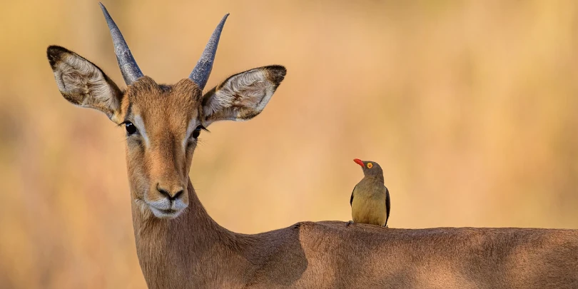 fotografando a vida selvagem