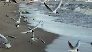gaivota praia