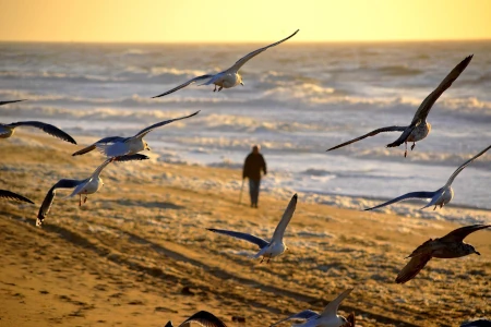 gaivotas na praia