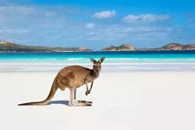 kanguru praia