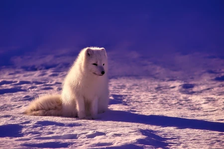 raposa do ártico