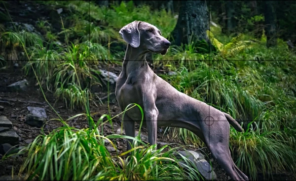 regra dos terços cachorro