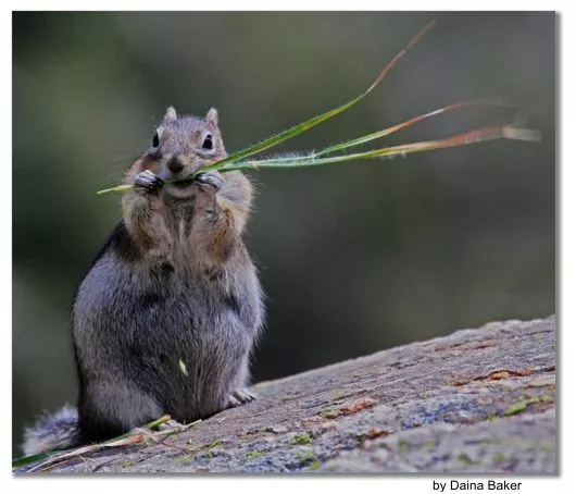 esquilo comendo grama