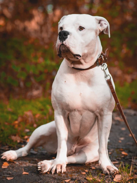 cachorro olhando para a esquerda