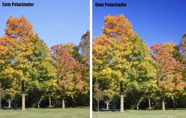 floresta no outono com polarizador