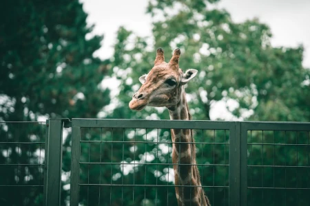 girafa em cativeiro