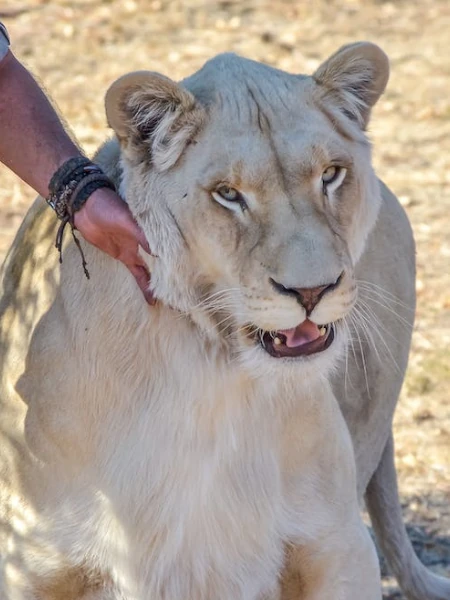 humano interagindo com leoa