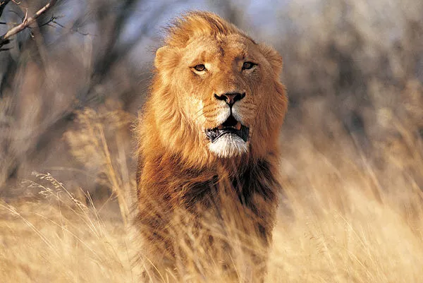leão selvagem