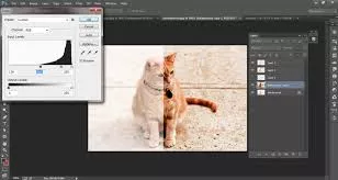 gato super exposicao
