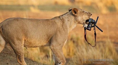 Leão segurando camera fotográfica profissional.