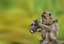 macaco fotografo