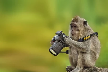 macaco olhando fotos camera digital