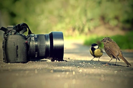 Passarinhos observando uma camera dslr