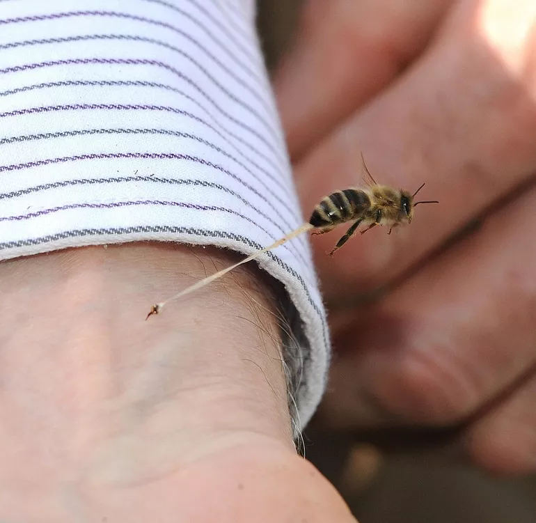 16-abelhas picando