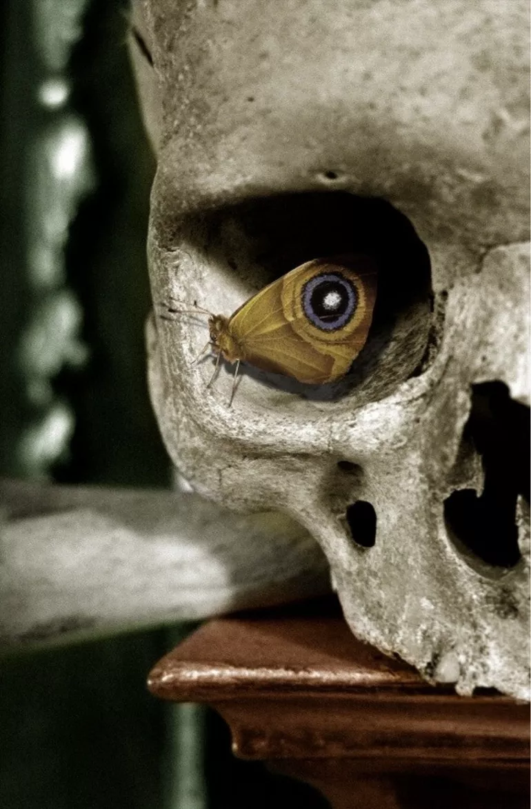 21-borboleta cranio