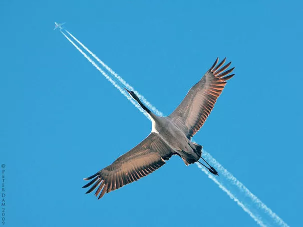 aviao e passaro