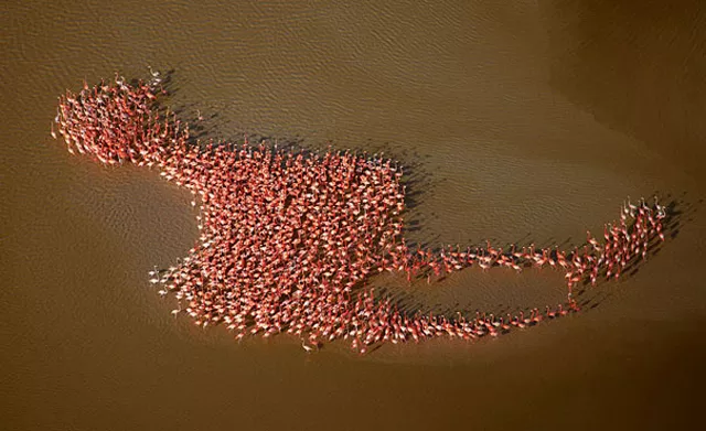 flamingos