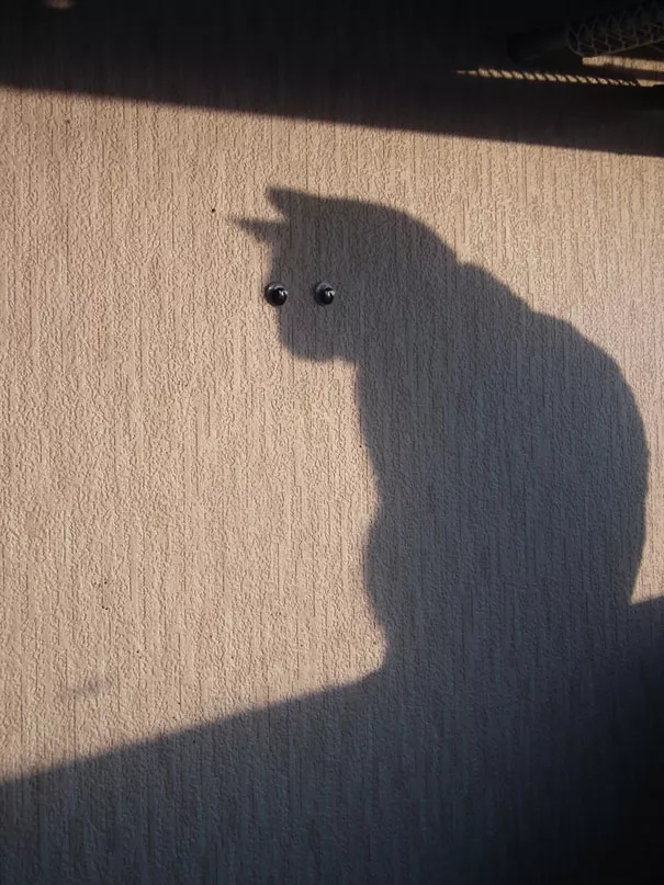 gato sombra