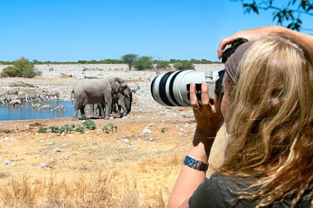Mulher fotografando elefantes